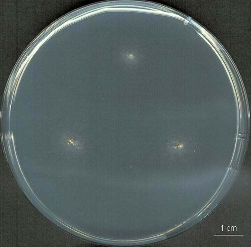 Penicillium digitatum kolonie, CCF 2700 CYA 7 dní, 25 C MEA 7 dní, 25 C CZ 7 dní, 25 C Umělá