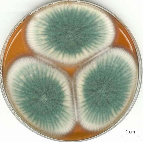 YES 7 dní, 25 C YES 7 dní, 25 C, revers CSA 7 dní, 25 C, revers Penicillium