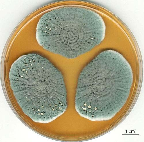 Penicillium griseofulvum kolonie, CCF
