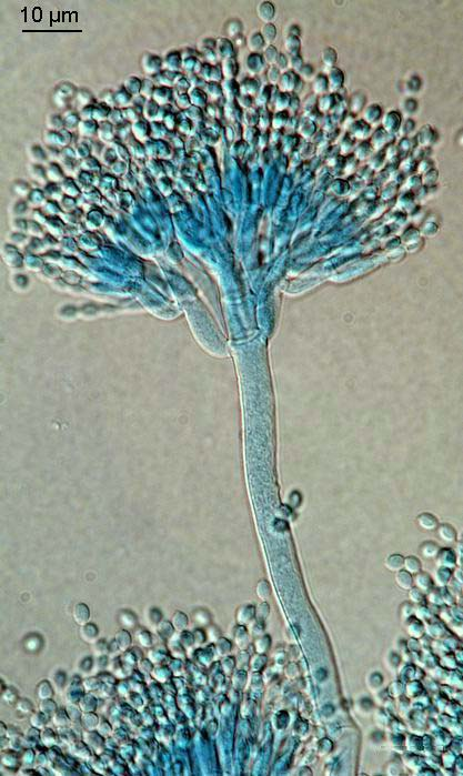 Penicillium olsonii mikroznaky,