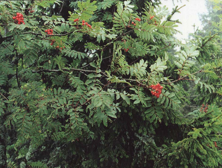 Picea abies, Sorbus aucuparia