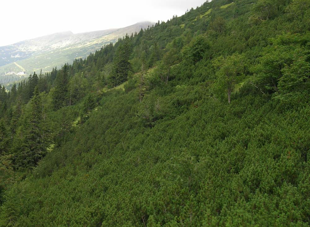 Pinion mugi Nízke Tatry Pinus