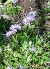 Carex humilis Globularia cordifolia