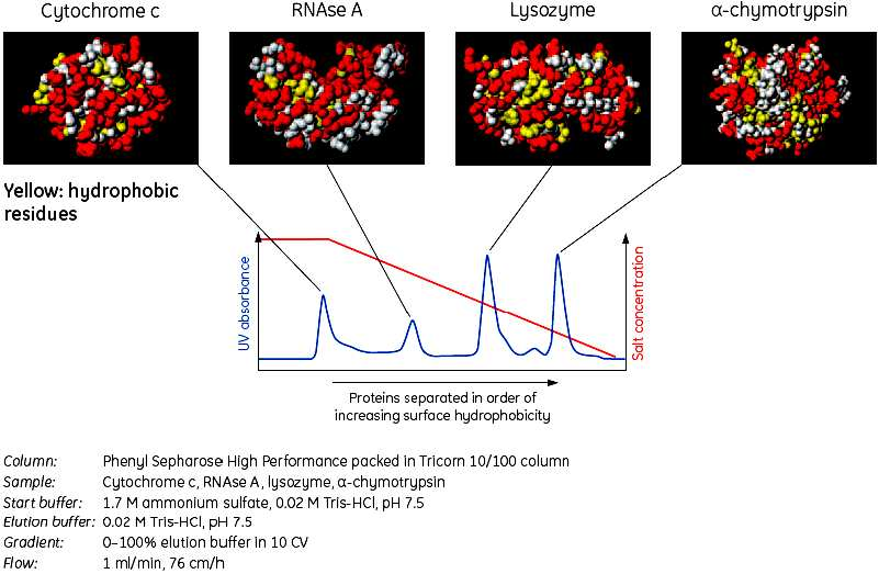 Hydrophobic interaction chromatography ( HIC ) Žlutá barva