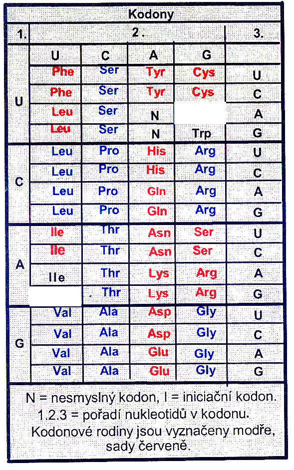 Standardní genetický kód (na úrovni RNA) History of the names of the stop codons First, the amber codon was named following experiments in the Benzer's lab at Caltech.