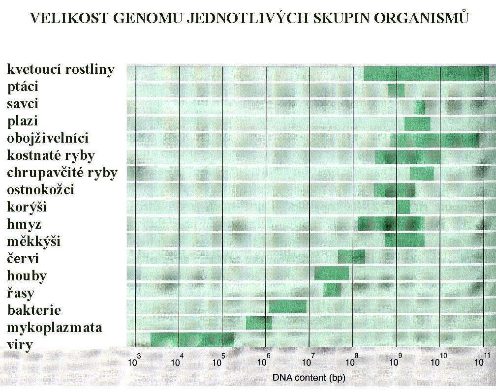 Velikost genomu jednotlivých skupin organismů Velikost genomu se udává v počtech párů bází: bp = pár bází nt = nukleotid kbp = 1000 bp Mbp = 1000