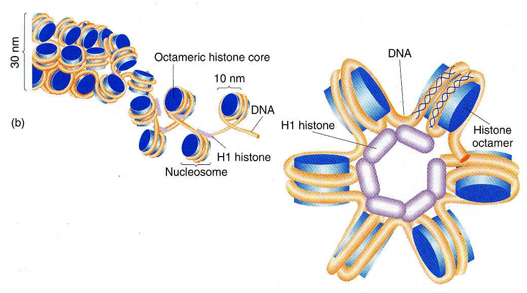 Molekulární struktura eukaryotického chromozomu 30 nm vlákno