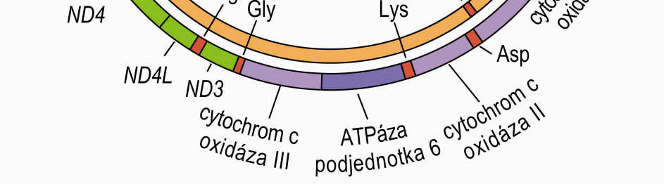 Mapa lidského