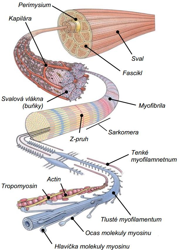 nazývají sarkomery. Jejich stimulací nervovými impulsy dochází ke kontrakci a tím k svalové činnosti. Každá sarkomera obsahuje dva typy myofilamentů aktin o průměru 5 nm a myosino průměru 12 nm (Obr.