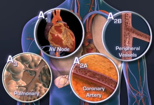 Avšak i adenosin obdobně jako dipyridamol však nepůsobí pouze na A 2A receptory přítomné v koronárních cévách, které dilatuje, ale i na ostatní receptory A 1 (pro atrioventrikulární uzel), A 2B (v