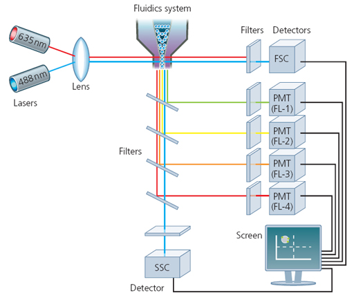 Průtokový cytometr 1.FLUIDNÍ SYSTÉM 2.OPTIKA 3.ELEKTRONIKA http://www.abdserotec.