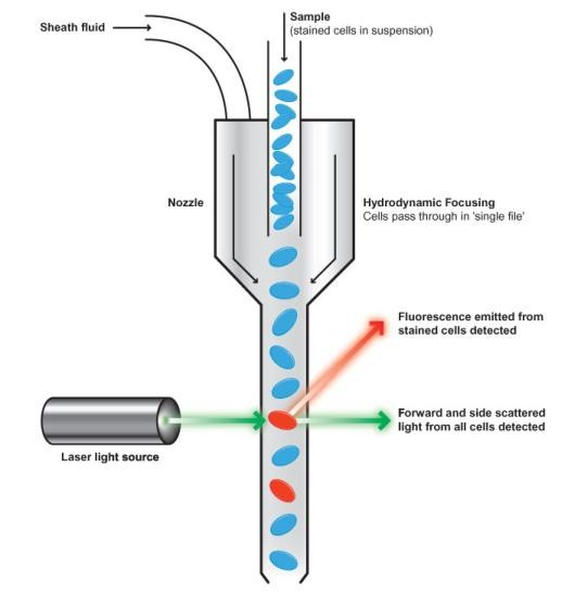 1. FLUIDNÍ SYSTÉM Zajišťuje transport bb. v nosné tekutině (pod tlakem) do průtokové komory. Buňky se pohybují jedna za druhou na základě hydrodynamické fokusace - nosná tekutina (destil.