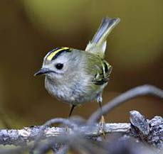 budníček větší Phylloscopus trochilus Neognathae