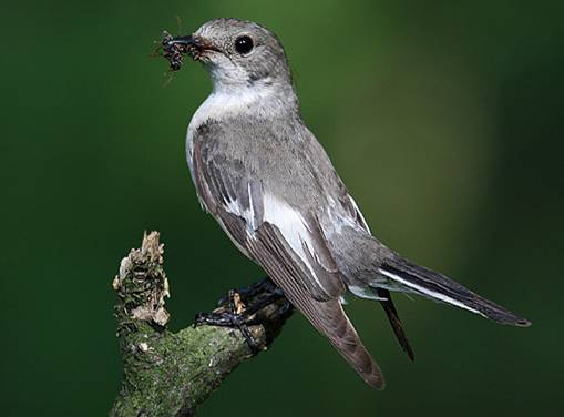 králíček ohnivý Regulus ignicapillus Neognathae