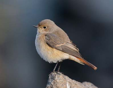 rehek domácí Phoenicurus ochruros