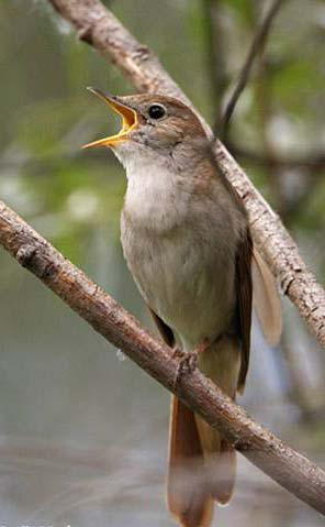 červenka obecná Erithacus rubecula