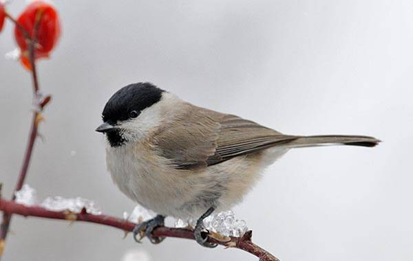 sýkora parukářka Parus