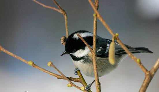 sýkora koňadra Parus major