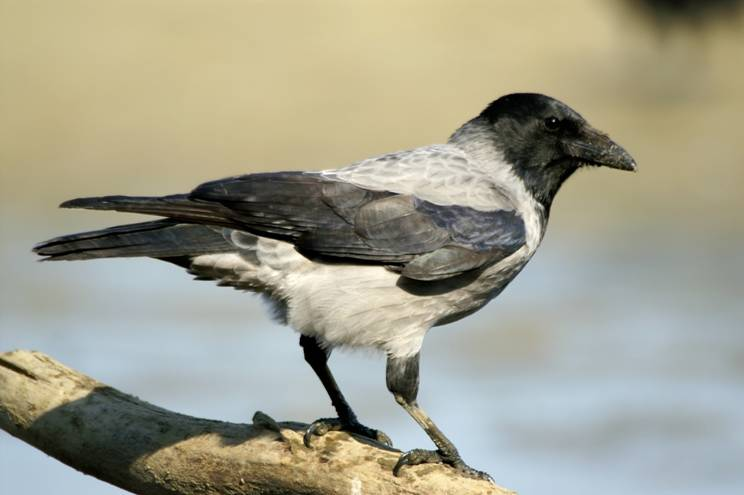 krkavec velký Corvus