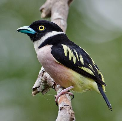 Pěvci (Passeriformes) (123 čeledí, 6165 druhů) pokřovník pokřovníkovití pita Suboscines Oscines vranucha kotinga skalňák oranžový loboš Pity: CITES I: Pitta gurneyi, P. kochi; CITES II: P.