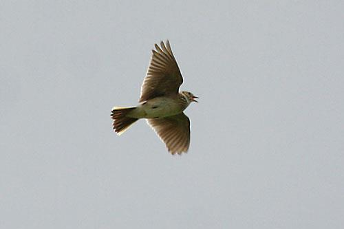 Pěvci (Passeriformes) Skřivanovití (Alaudidae) Skřivan polní (Alauda arvensis) Vlaštovkovití (Hirundinidae) Chocholouš obecný (Galerida cristata) Hnízdo vlaštovky (Hirundo sp.