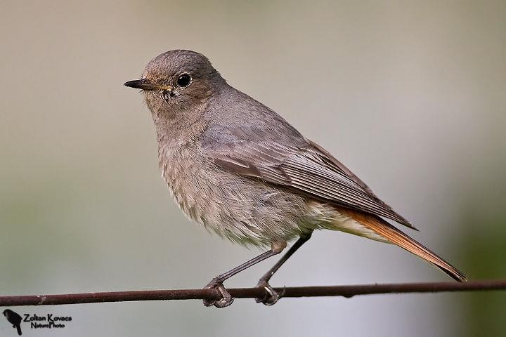 Lejskovití (Muscicapidae) Lejsek bělokrký (Ficedula albicollis) samec Drozdovití (Turdidae) Kos černý (Turdus merula) samice Rehek domácí (Phoenicurus ochruros) ČR: kriticky ohrožené: skalník zpěvný,