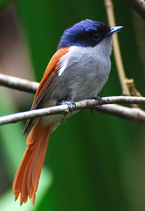 Muscicapidae Střízlíkovcovití: CITES I: Dasyornis broadbenti litoralis (Possibly extinct), Dasyornis longirostris, Vranulovití: CITES I: Picathartes gymnocephalus, Picathartes oreas Lejskovití: CITES