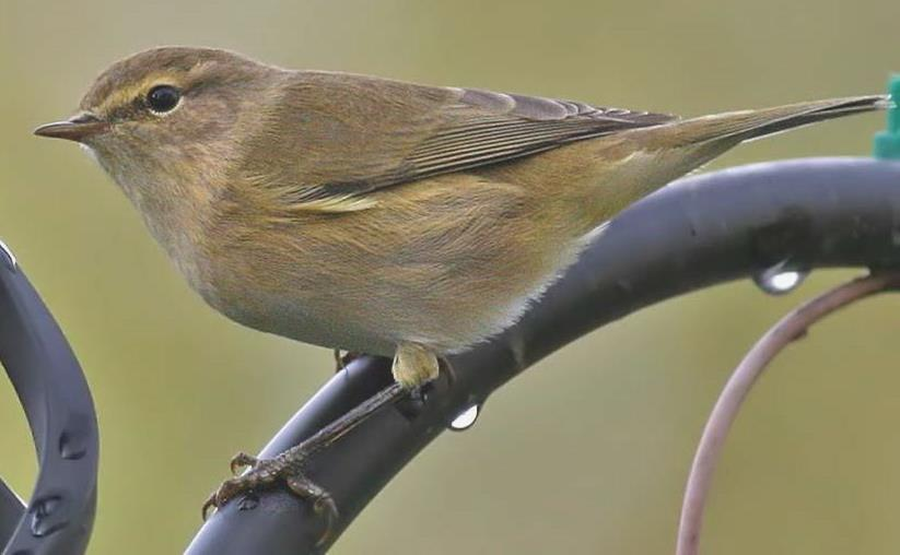 Pěnicovití (Sylviidae) Budníčkovití Rákosníkovití Cvrčilkovití Angl. little brown birds - LBBs Pěnice pokřovní (Sylvia curruca) Rákosník (Acrocephalus sp.