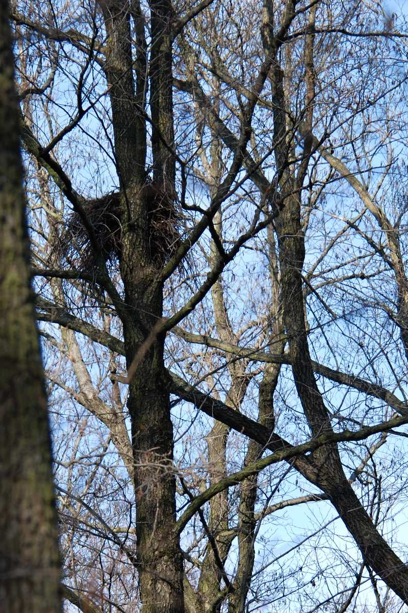 Fotografie č. 3: Jeřáb popelavý (Grus grus), 30. 3. 2010.