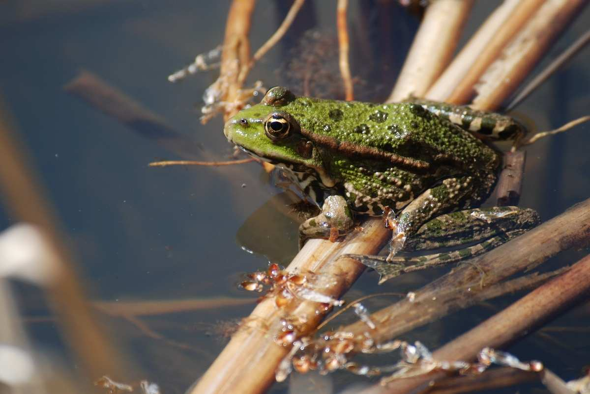 Fotografie č. 9: Slepýš křehký (Anguis fragilis), 19. 6. 2010.