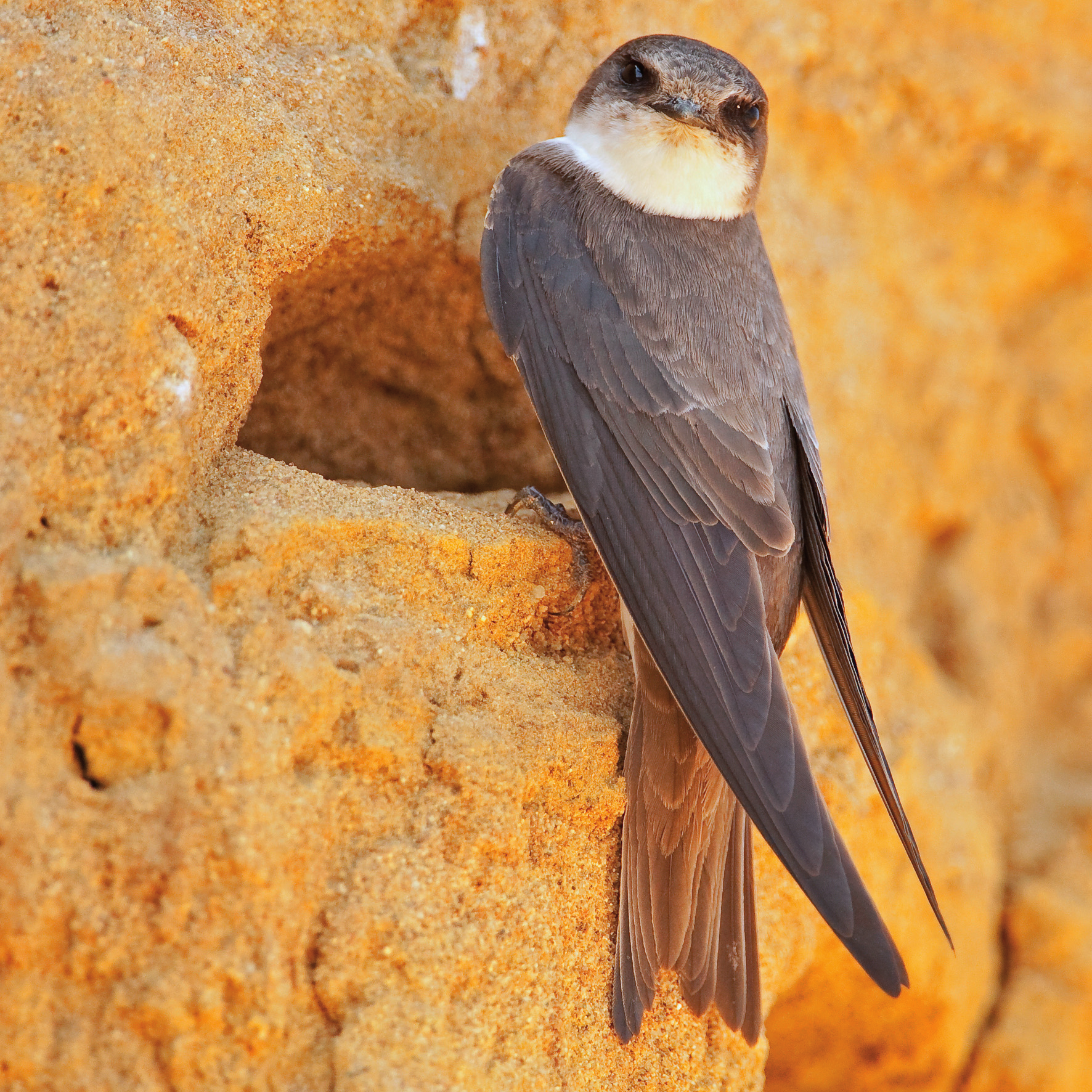 POZOROVANÉ PTAČÍ DRUHY HNÍZDÍCÍ DRUHY Na lokalitě pravidelně hnízdí: potápka malá (Tachybaptus ruficollis), potápka roháč (Podiceps cristatus), bukáček malý (Ixobrychus minutus) 1 pár, labuť velká