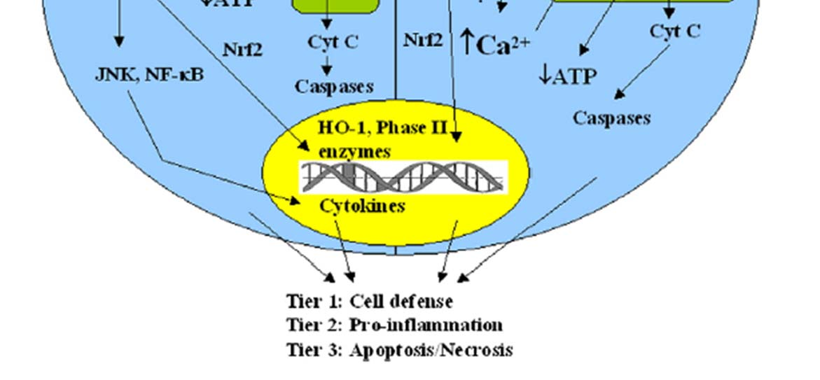 Oxidativní stres Li et al.