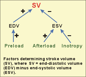 Factors determining SV Optimizing preload is