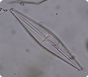 Obr. 5 Stauroneis phoenicenteron, zvětšeno 300x 6.4.2 Třída Chrysophyceae (zlativky) Zlativky reprezentují poměrně malou skupinu hnědých řas, v níž převažují především bičíkovci.