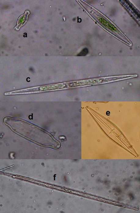 Obr.17 a - Hippodonta capitata - zv. 300x, b - Navicula cf. radiosa - zv. 300x, c - Nitzschia sp. - zv. 300x, d Neidium sp.