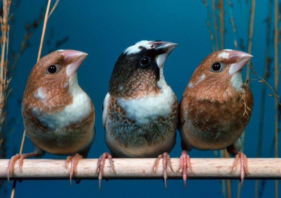 Máme nové obyvatele Jsou to ptáčci chůvičky, budou rádi, když je navštívíte u jejich klece Jsou to velice společenští ptáci, proto se doporučuje chovat dva a více, jednomu by