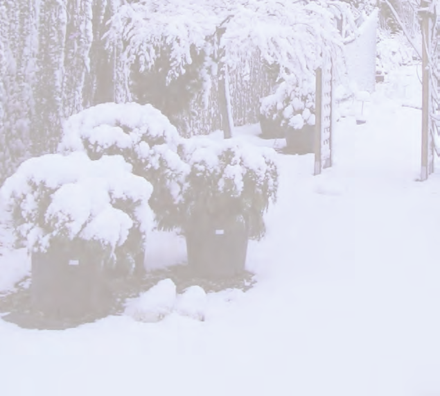 Vianočný december Od polovice novembra v ponuke adventné vence Od začiatku decembra sviečky, svietniky, vianočné dekorácie, ozbody, materiál na výzdobu svietnikov a väzieb, vianočné stromky (s