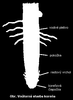 Rastlinná