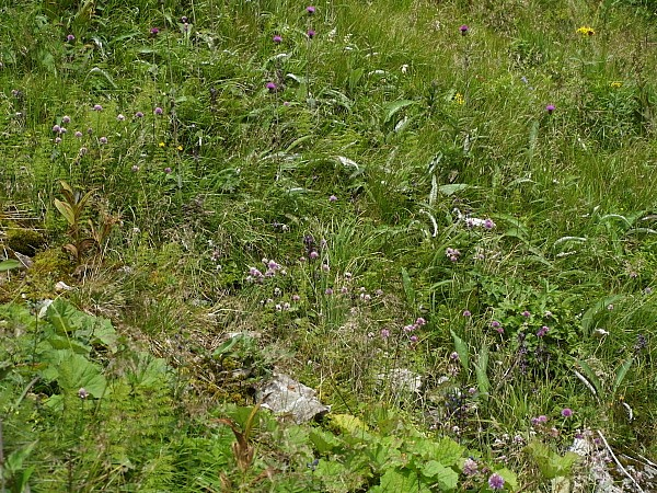 Vegetace Swertio perennisdichodontion palustris Caricion canescentinigrae DG.: Aconitum plicatum, Allium schoenoprassum, Cardamine amara subsp.