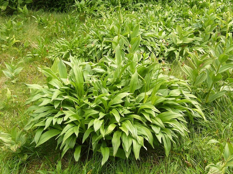 Melanthiaceae, Alliaceae Veratrum album subsp. lobelianum (Bernh.) Arcang. Allium victorialis L.