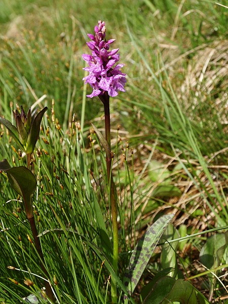 Orchidaceae Dactylorhiza fuchsii subsp. sudetica (Rchb.