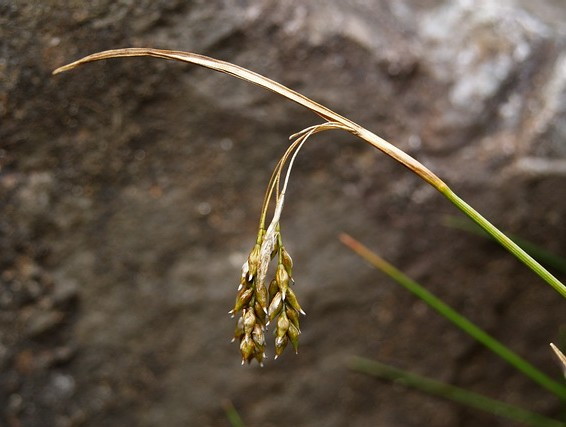 Cyperaceae Carex aterrima Hoppe Carex capillaris L.