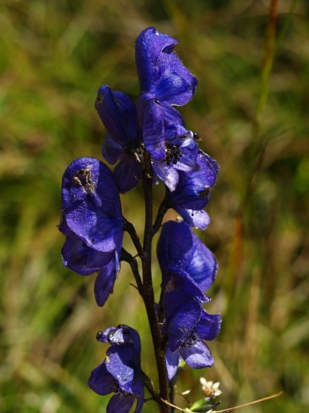 Ranunculaceae I Aconitum plicatum Koehler ex