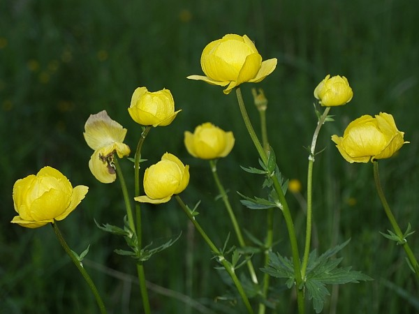 Ranunculaceae III, Crassulaceae Ranunculus platanifolius L.