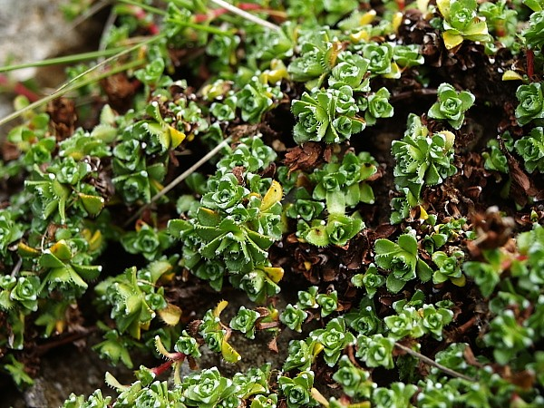 Saxifragaceae, Grossulariaceae Saxifraga bryoides L.