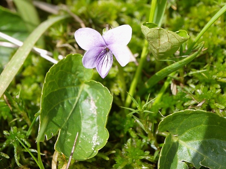 Violaceae Viola biflora L. Viola palustris L.