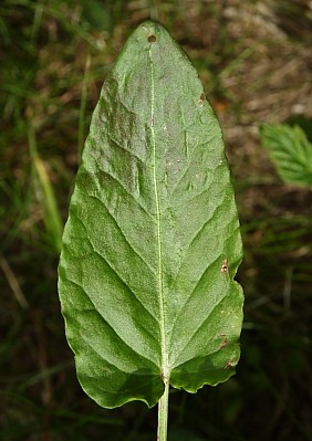 Santalaceae, Polygonaceae Thesium alpinum L. Bistorta major S. F.