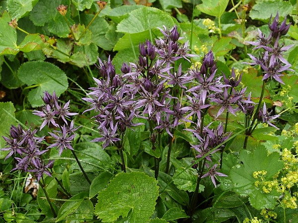 Gentianaceae, Lamiaceae Swertia perennis L.