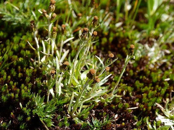 Asteraceae I Adenostyles alliariae (Gou.) Kern. Cicerbita alpina (L.) Wallr.