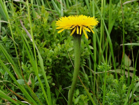 Asteraceae II Homogyne alpina (L.) Cass. Hypochaeris uniflora Vill.